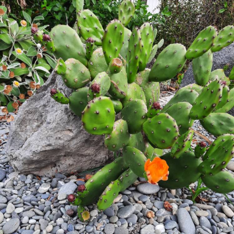 Plant image Opuntia canterae  syn. Opuntia elata