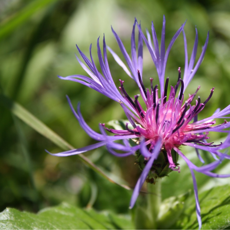 Cornflower