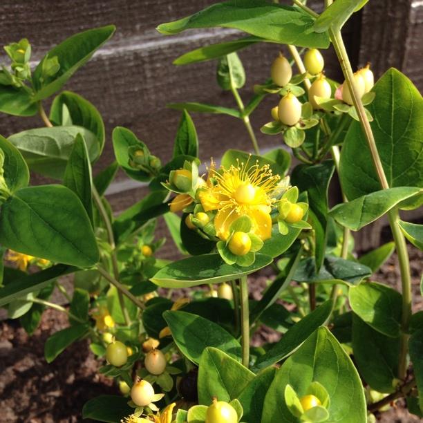 Plant image Hypericum x inodorum 'Magical Sunshine'