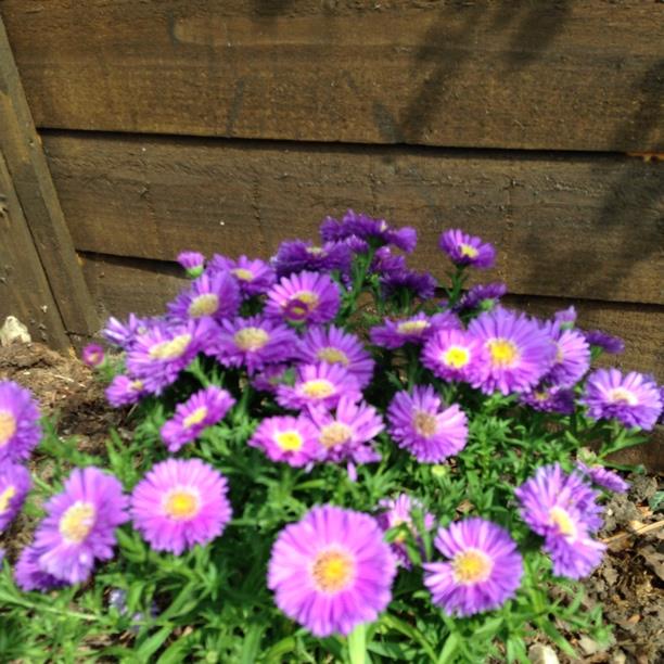 Plant image Aster novi-belgii 'Eventide'