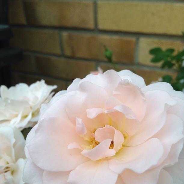 Plant image Rosa 'Lovely Bride'