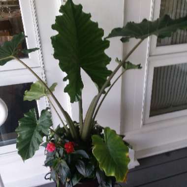 Elephant Ear (Alocasia)