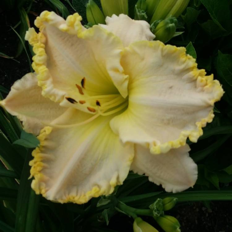 Plant image Hemerocallis 'Great White'