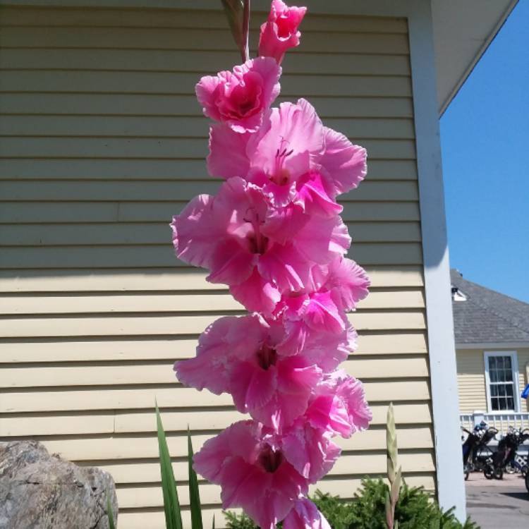 Plant image Gladiolus 'Charming Beauty'