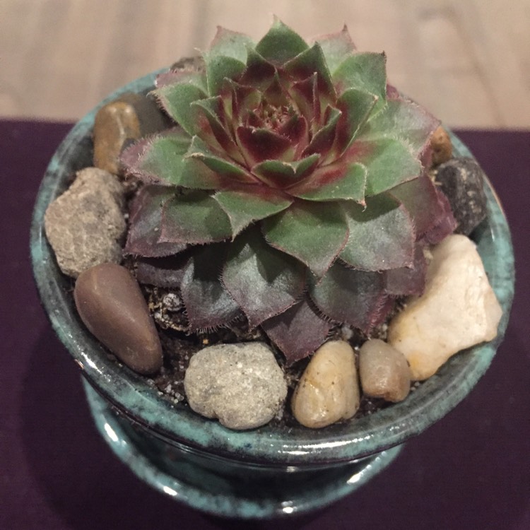 Plant image Sempervivum Black Moon