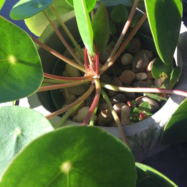 Pilea peperomioides