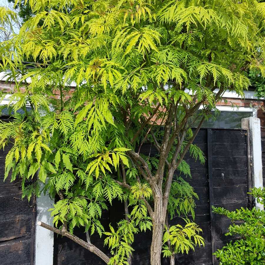 European red elder 'Sutherland Gold'