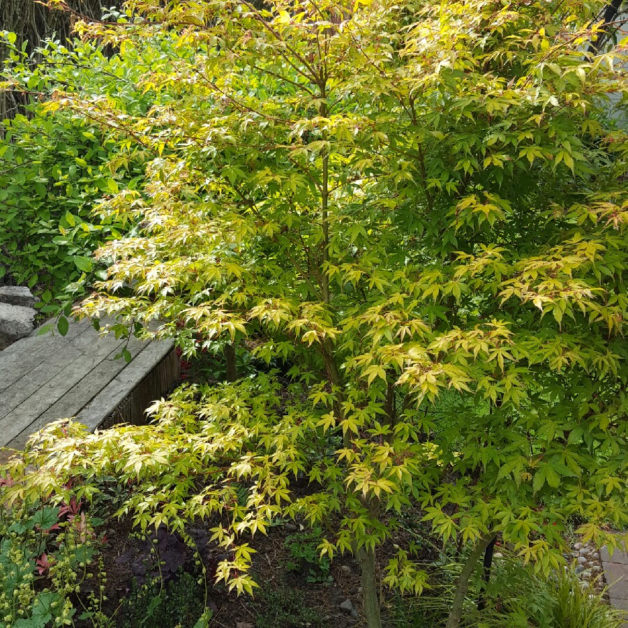 Japanese Maple 'Katsura'