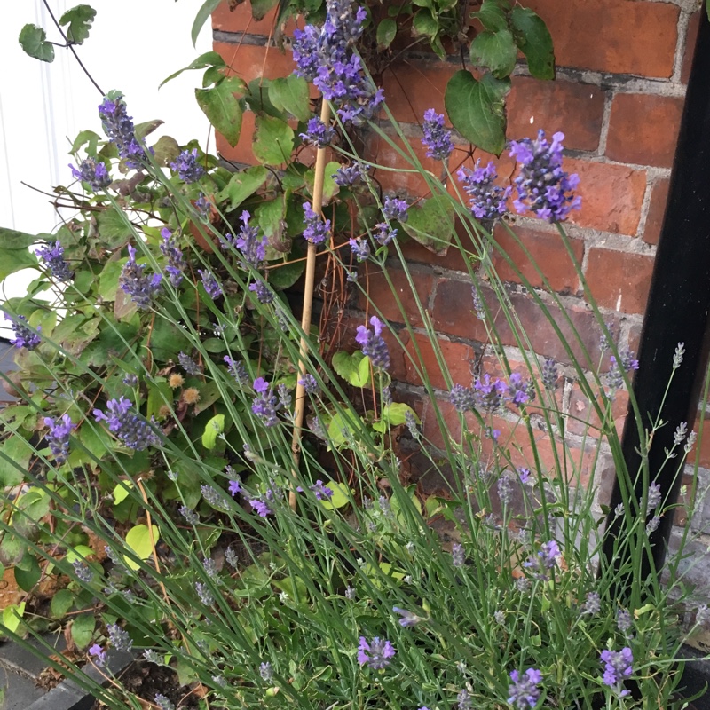 Plant image Lavandula angustifolia 'Dow4' syn. Lavandula angustifolia 'Melissa Lilac'