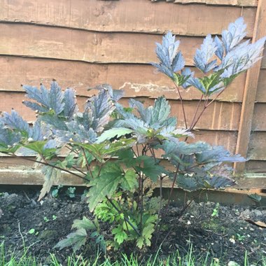 Baneberry 'Hillside Black Beauty'