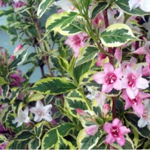 Weigela 'Florida Variegata'