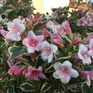 Weigela 'Florida Variegata'