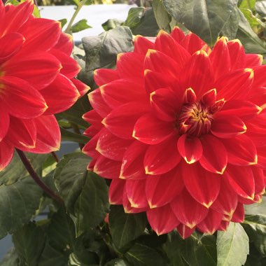 Bedding Dahlia