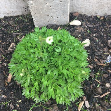 Saxifrage 'Highlander White'