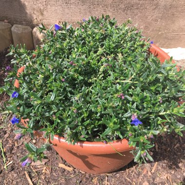 Lithodora 'Heavenly Blue'