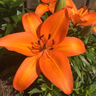 Lily (Asiatic)