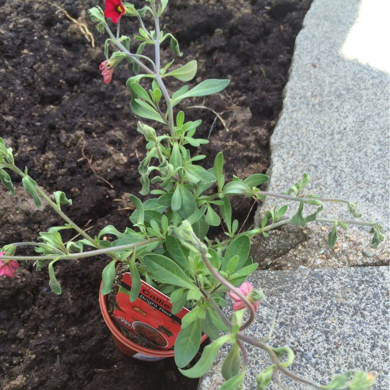 Plant image Petunia 'Calibrachoa'