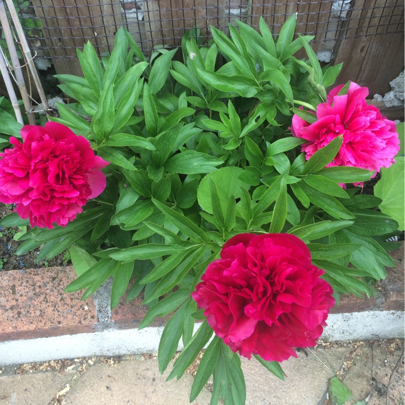 Peony 'Red Charm' (Herbaceous)