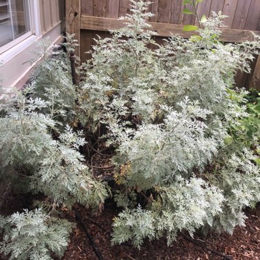 Artemisia canariensis