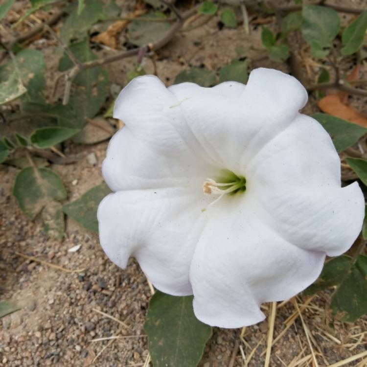 Plant image Datura stramonium