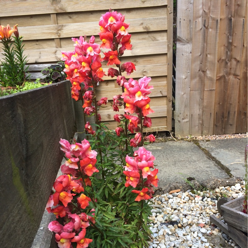 Plant image Antirrhinum majus 'Peaches And Cream'