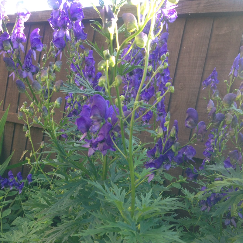 Plant image Aconitum carmichaelii 'Barkers Variety'