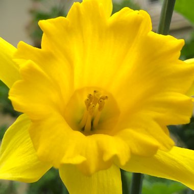 Narcissus 'King Alfred'