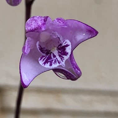 Dendrobium kingianum