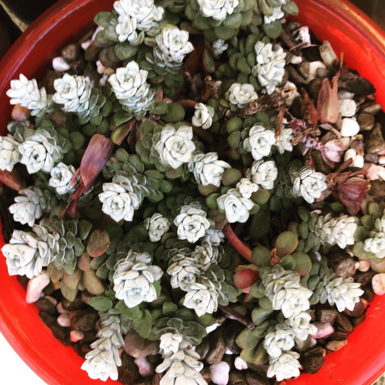 Plant image Sedum spurium 'Silver Blob'