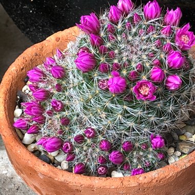 Mammillaria zeilmanniana