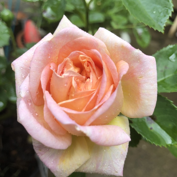 Plant image Rosa 'Alchymist'