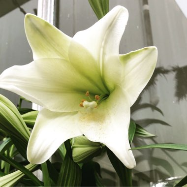 Lilium longiflorum