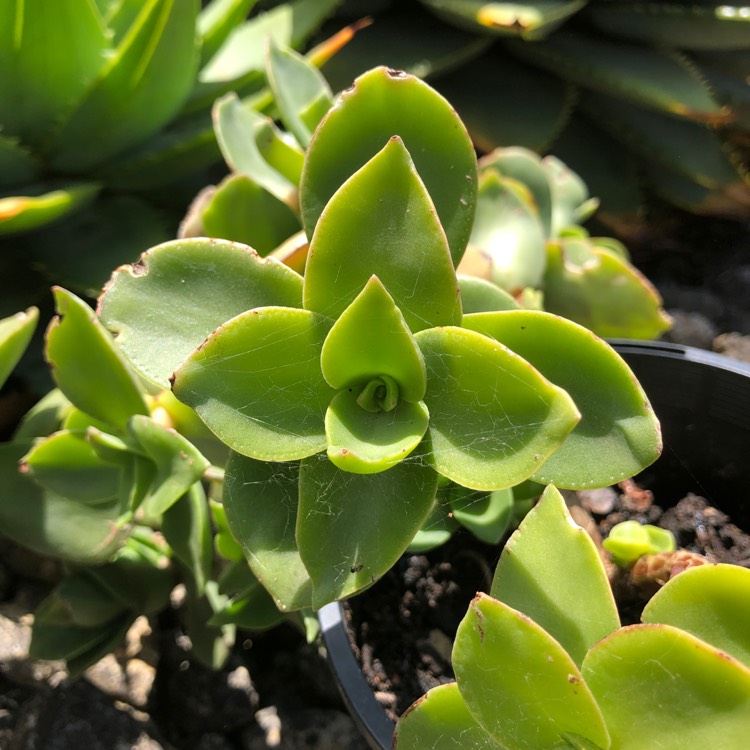 Plant image Crassula lactea