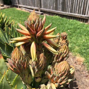 Aloe Polyphylla