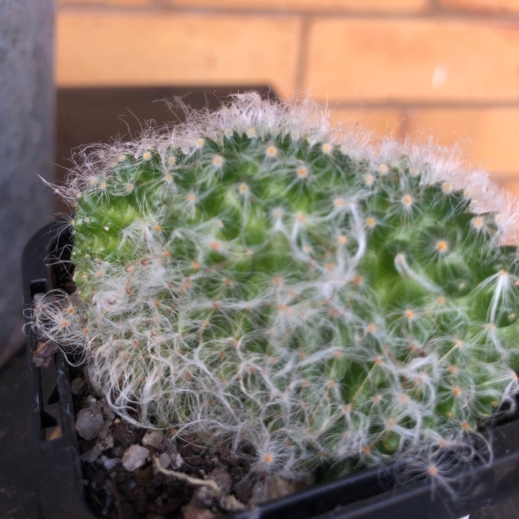 Plant image Mammillaria bocasana 'Crested'