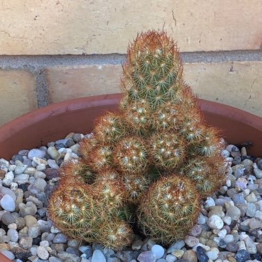 Mammillaria elongata 'Copper King'