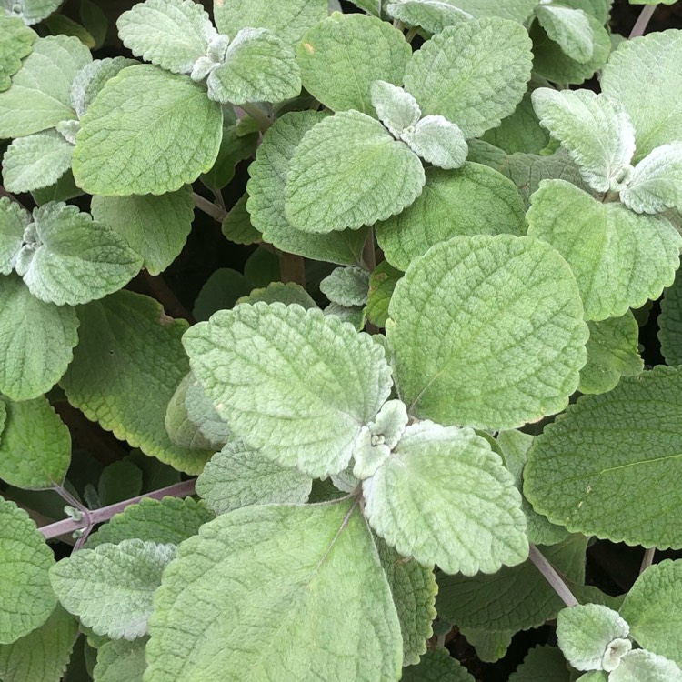 Plant image Plectranthus argentatus