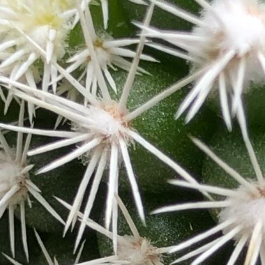 Mammillaria Vetula ssp. Gracillis