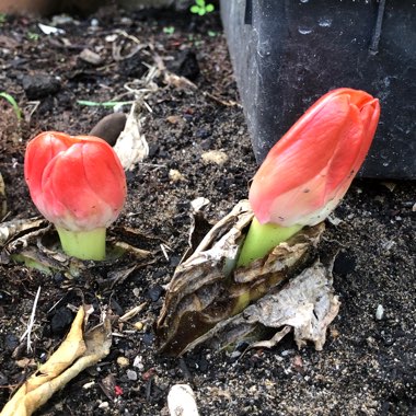 Haemanthus coccineus