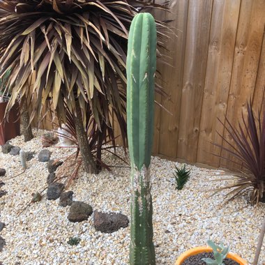 Trichocereus pachanoi syn. Echinopsis pachano