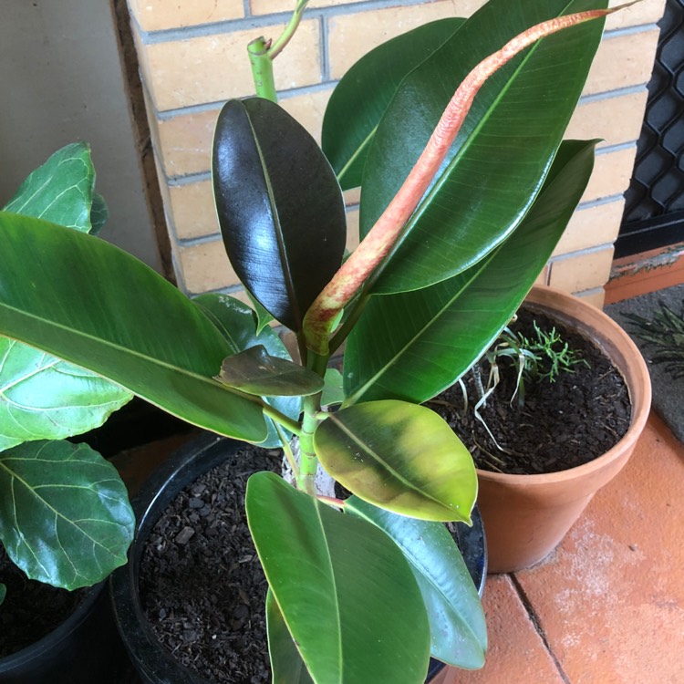 Plant image Ficus elastica