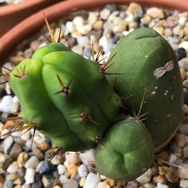 Echinopsis lageniformus 'Monstrose'