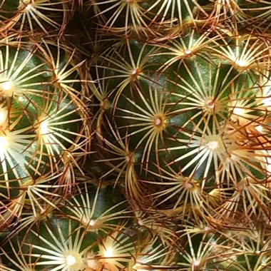 Mammillaria elongata 'Copper King'