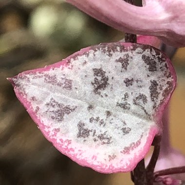 Ceropegia linearis subsp. woodii variegata