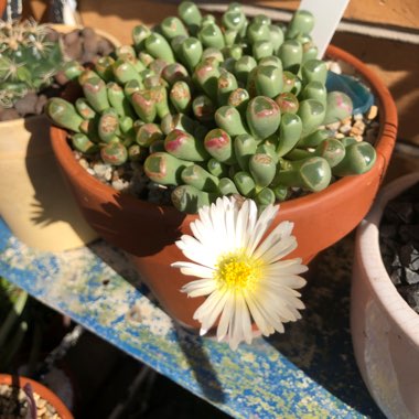 Fenestraria aurantiaca