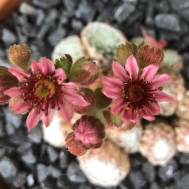 Sempervivum Arachnoideum subsp. Tomentosum