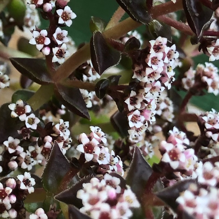 Plant image Crassula Alpestris subsp. Alpestris