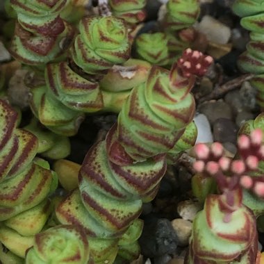 Crassula Baby's Necklace 