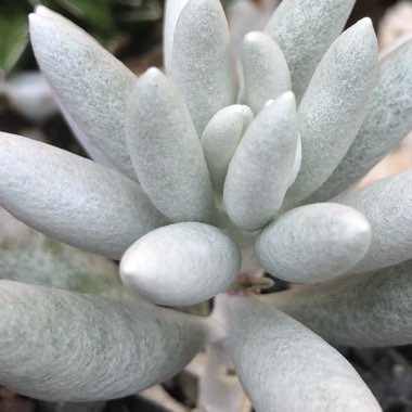 Senecio Haworthii