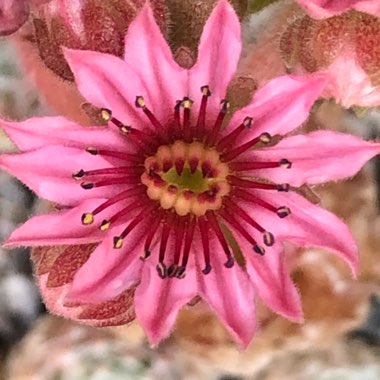 Sempervivum Arachnoideum subsp. Tomentosum